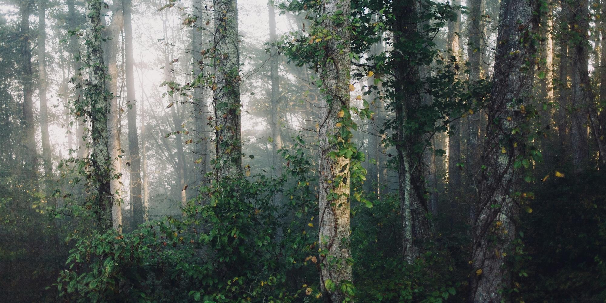 Cover image for this post: A thick forest, with fog and vines growing up the trees.