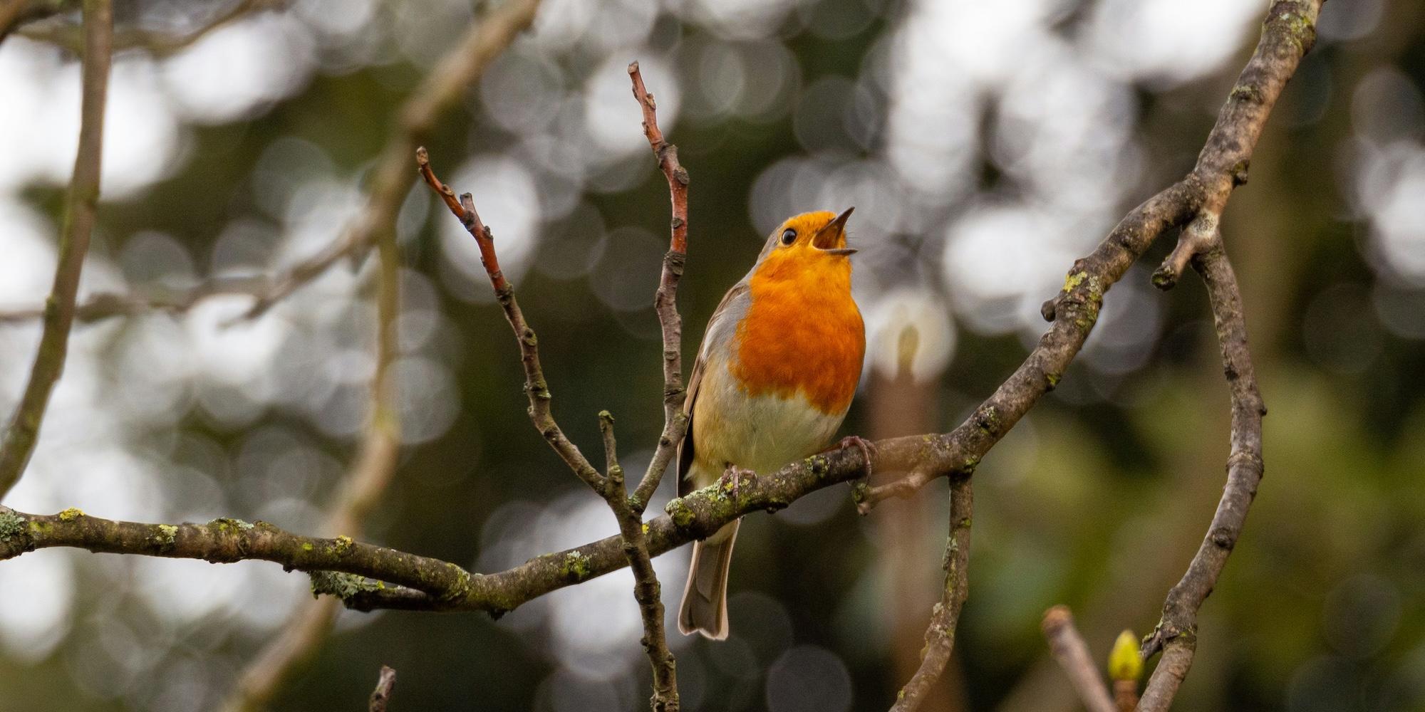 Cover image for this post: Orange and white bird on a tree branch during day time, tweeting.