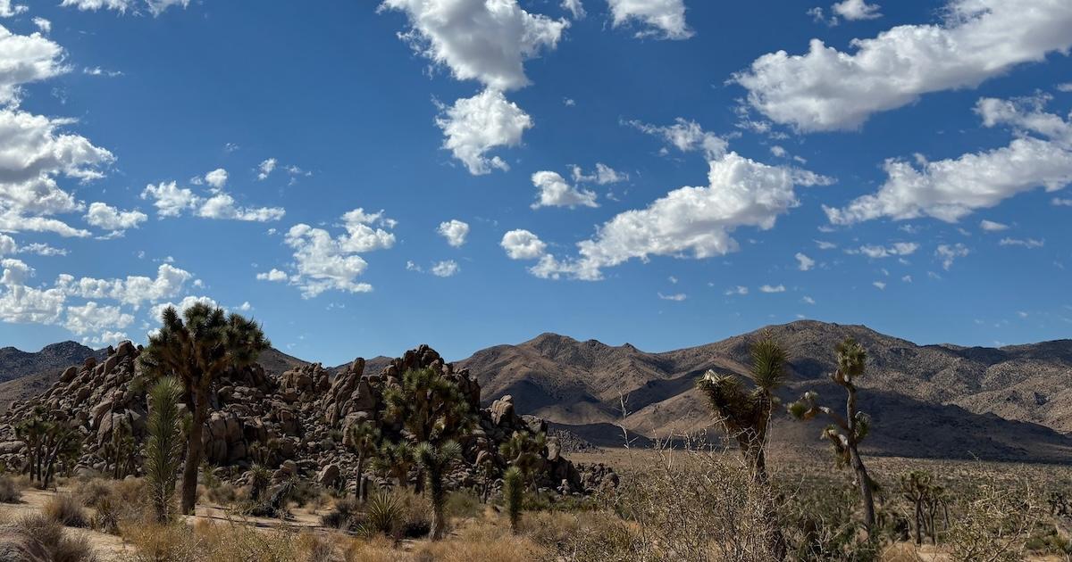 Cover image for this post: A beautiful vista at Joshua Tree.